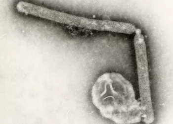 Mexico, Chile and Uruguay halt poultry imports from Brazil after bird flu outbreak