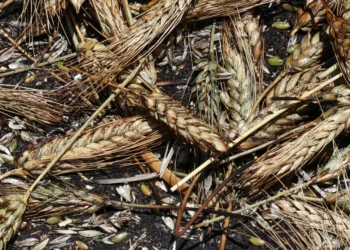 Reviving forgotten foods to tackle food insecurity, climate change