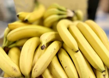 Bananas on brink: Climate change threatens global favorite