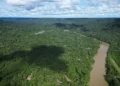 Amazon’s longest drought experiment reveals alarming forest decline