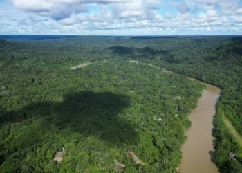 Amazon’s longest drought experiment reveals alarming forest decline