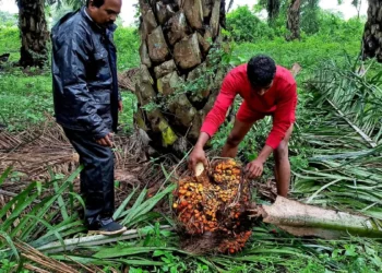 Indian States may miss Oil Palm Mission coverage target