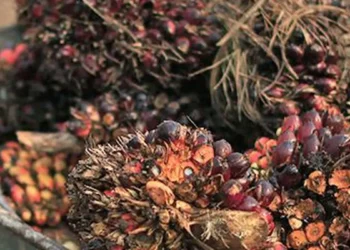 Growers rue slew of challenges, quality of saplings in cultivating oil palm