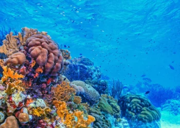 Coral reefs face collapse as climate heats up, scientists warn