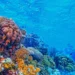 Coral reefs face collapse as climate heats up, scientists warn