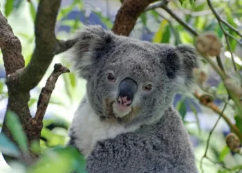 Over 4,300 Koalas Found in Newcastle’s Fringe Forests by Drone Survey