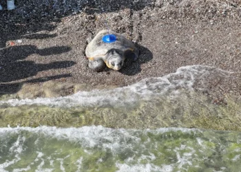 Antalya launches smart tracking for endangered caretta caretta