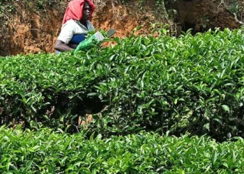 Good demand for Orthodox tea at Kochi auctions after Israel-Iran ceasefire