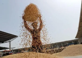 Rabi crop prices in mandis rule around MSPs in Apr-June