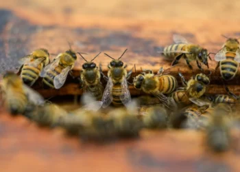 As climate warms, bees face new challenges that affect us all