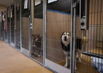 Letters: San Jose still isn’t engaging on animal welfare at shelter