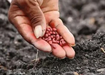Vijayawada to host two-day cottonseed, oil and meal conclave from August 2