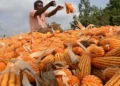 Feed makers see maize output rising 5-10% on higher area