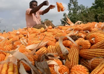 Feed makers see maize output rising 5-10% on higher area