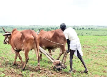 With 90% of normal area covered, India’s kharif crops sowing up 4% year-on-year