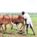 With 90% of normal area covered, India’s kharif crops sowing up 4% year-on-year