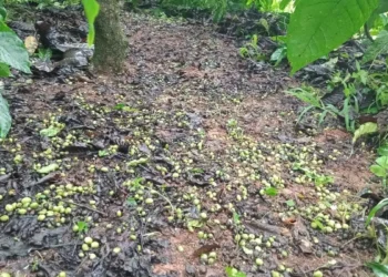 Excess rains to result in higher crop loss for coffee growers this year