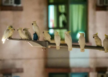 City sanctuary: Protecting Hong Kong’s rare yellow-crested cockatoos