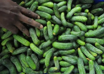 Gherkin exporters seek duty reimbursement to tide over US tariff impact