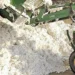 India’s Technology Mission on Cotton yet to kickstart, even as sowing gets over