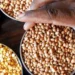 As oilseeds, pulses procurement is yet to start, over 9 lakh tonnes sold below MSP