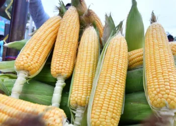 Turf war within ICAR: Baby corn, sweet corn agriculture or horticulture crop?