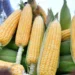 Turf war within ICAR: Baby corn, sweet corn agriculture or horticulture crop?