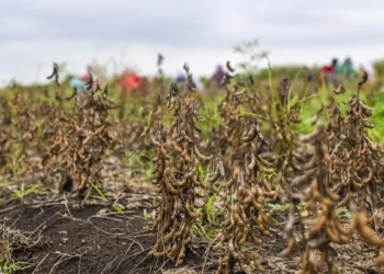 India’s 2025 soybean output estimated to fall by 16% to 105 lakh tonnes on lower area, yields