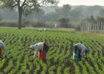 India’s pulses import value halves in H1FY26 to $1.03 billion