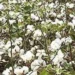 India’s Cotton Productivity Mission likely to get 10-year tenure