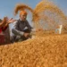 India’s wheat sowing up 19% as overall rabi crops acreage gains 12%
