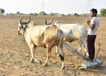 India’s rabi sowing slows as coverage tops 90% of normal area