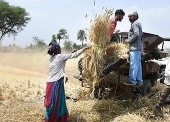 Wheat production hinges on MP, Rajasthan as area dips in UP & Punjab