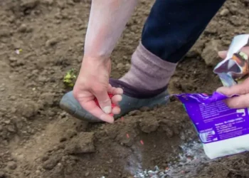 Gardener says sow these in January for ‘stronger plants that flower better’