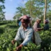 India’s tea exports up 8.64% at 254 million kgs during Jan-Nov 2025