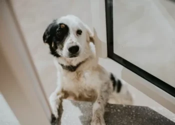 Dog trainer warns three breeds not suitable for first-time owners