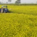 Higher area, conducive weather may lift India’s mustard output  by 10%