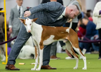 7 dogs competing for Westminster’s show big prize Tuesday night