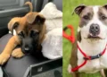 Animal shelter inundated with calls over fake AI dog photo