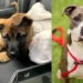 Animal shelter inundated with calls over fake AI dog photo