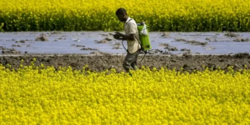 Mustard yield can be increased by 70%, says former ICAR-IIMR chief