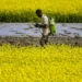 Mustard yield can be increased by 70%, says former ICAR-IIMR chief