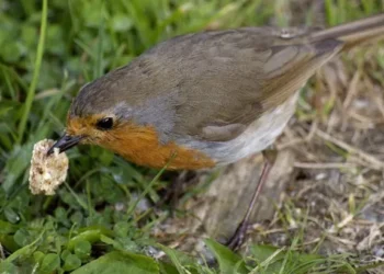 Warning raised to UK households over feeding Robins breadcrumbs