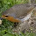 Warning raised to UK households over feeding Robins breadcrumbs
