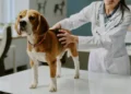 Expert warns against ‘small misjudgements’ in alert dog owners