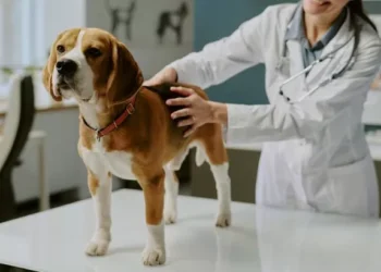 Expert warns against ‘small misjudgements’ in alert dog owners